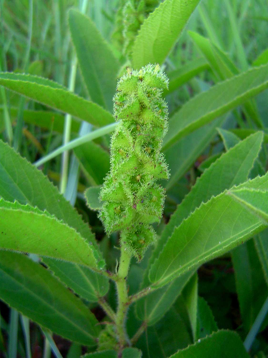 Acalypha allenii