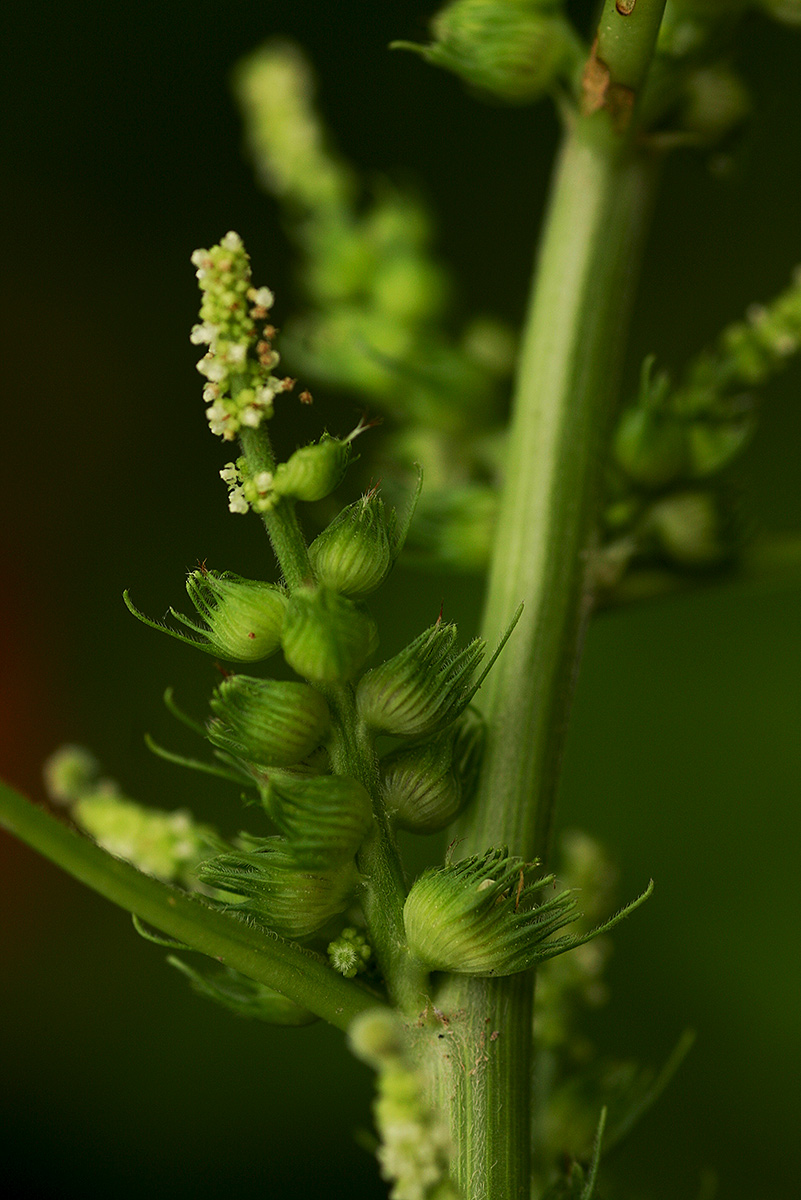 Acalypha ciliata Acalypha ciliata