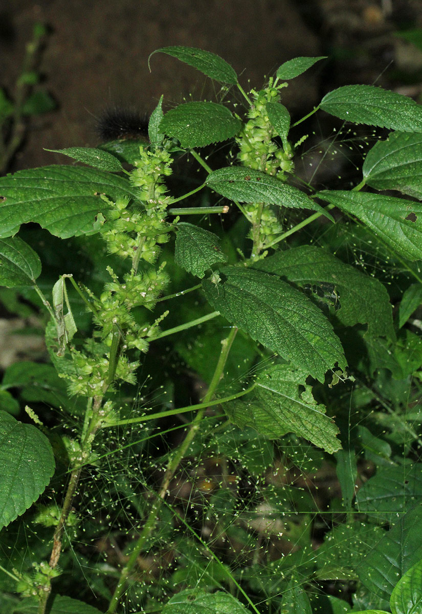 Acalypha ciliata