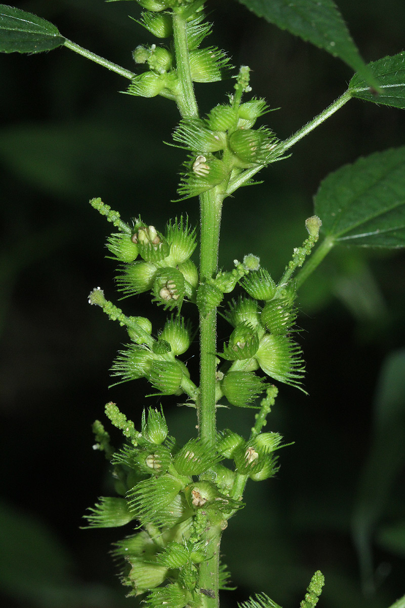 Acalypha ciliata