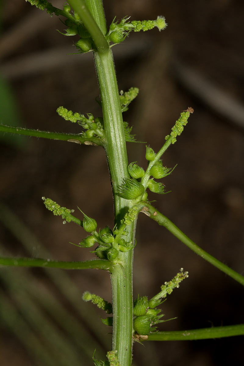 Acalypha ciliata