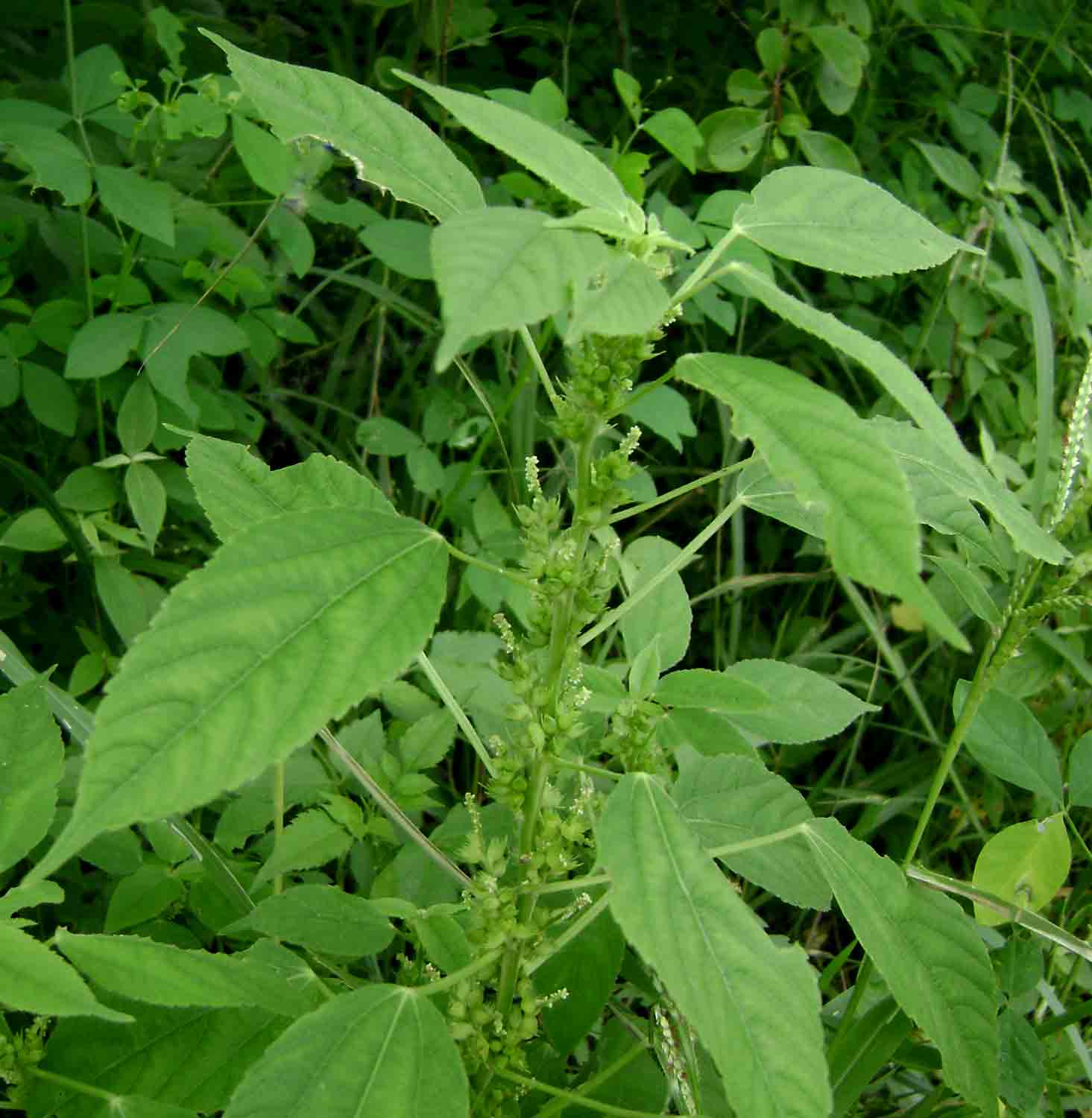 Acalypha fimbriata