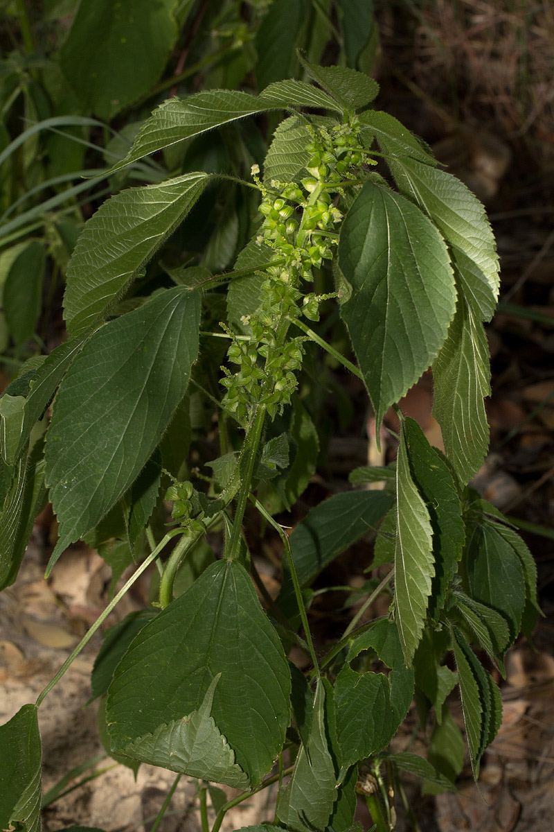 Acalypha fimbriata