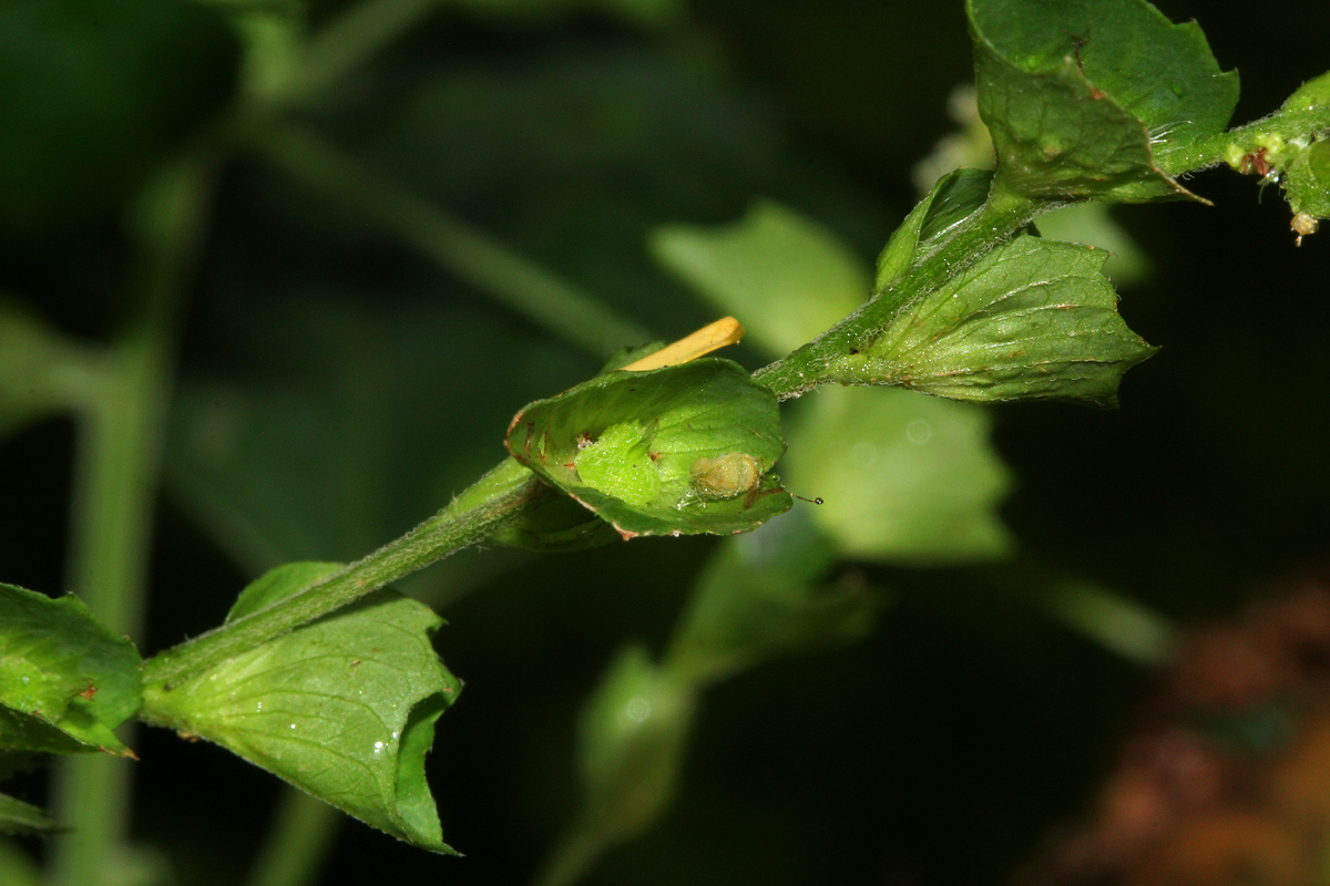 Acalypha indica