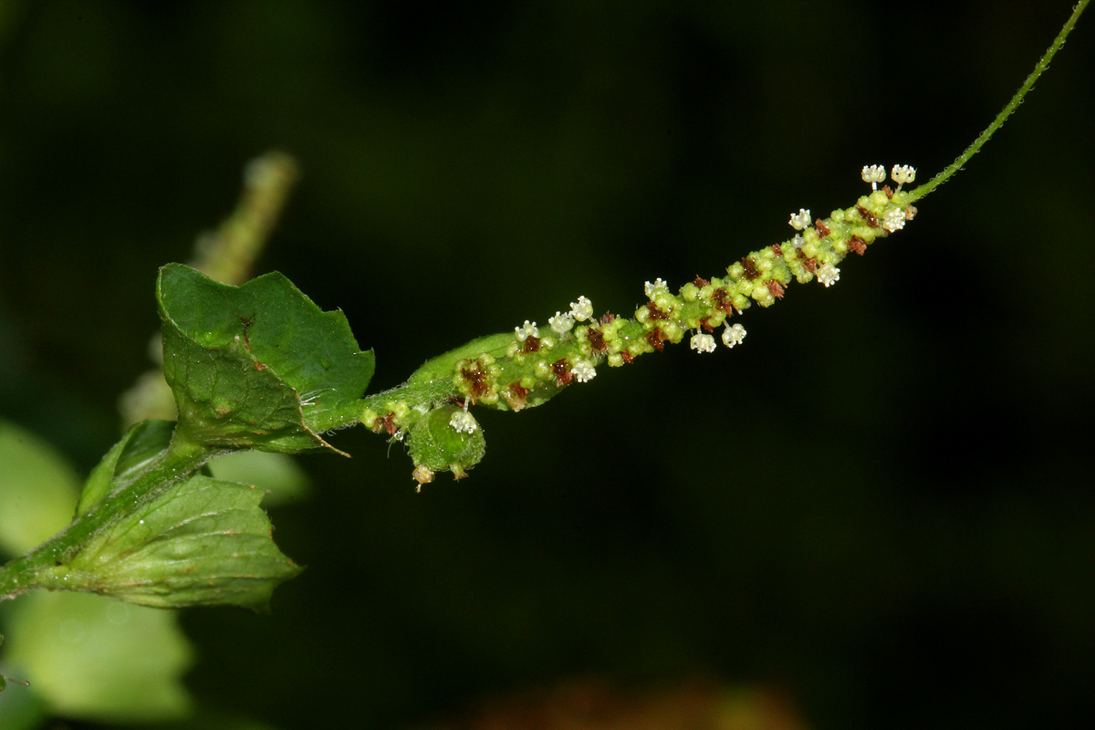 Acalypha indica