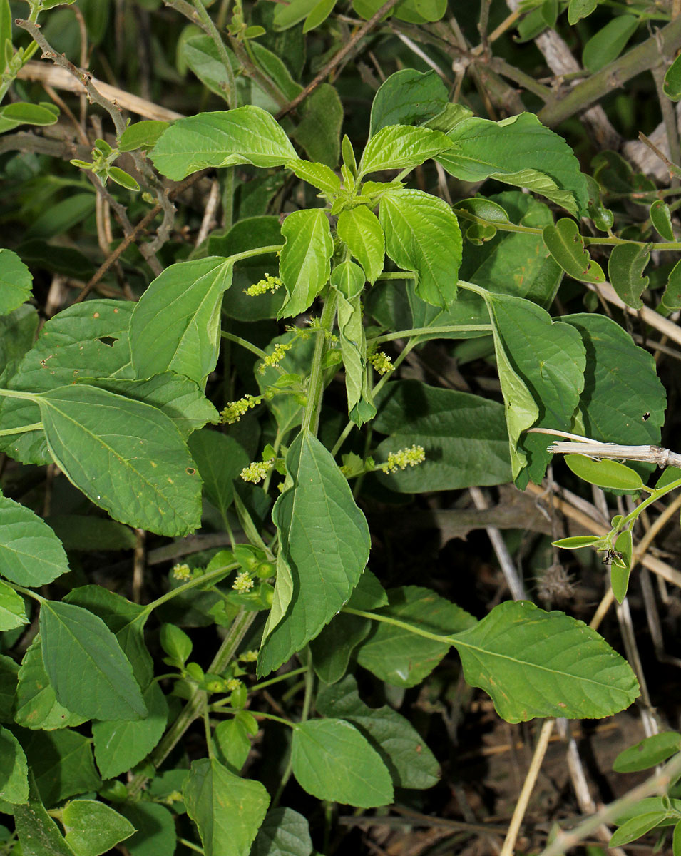 Acalypha indica