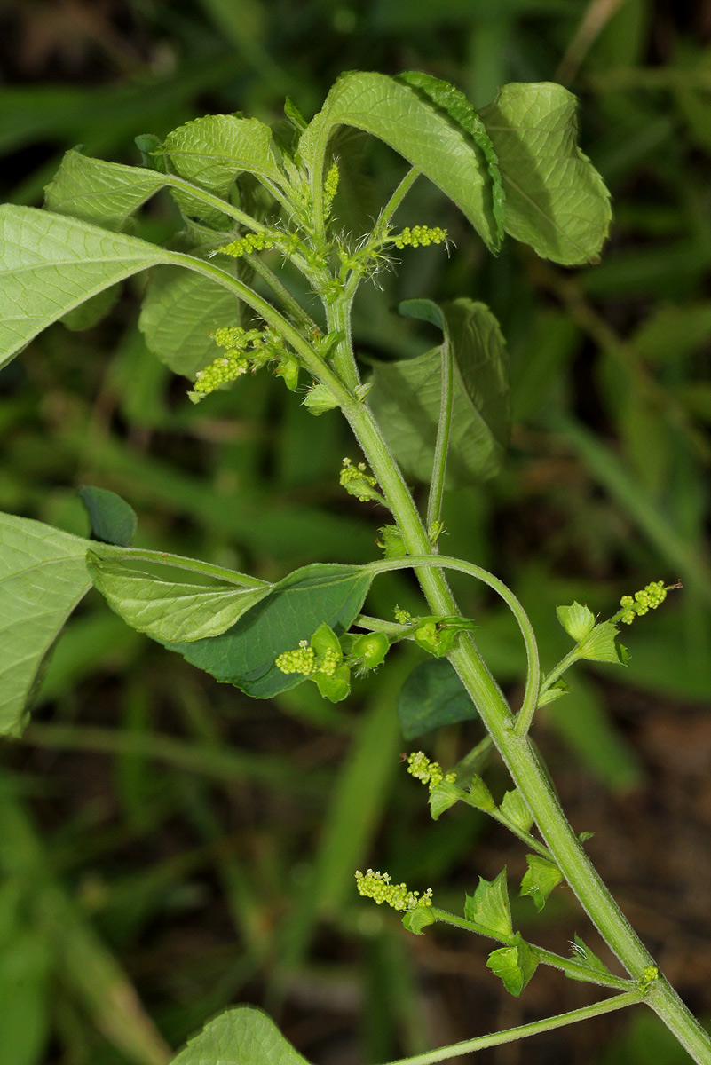 Acalypha indica