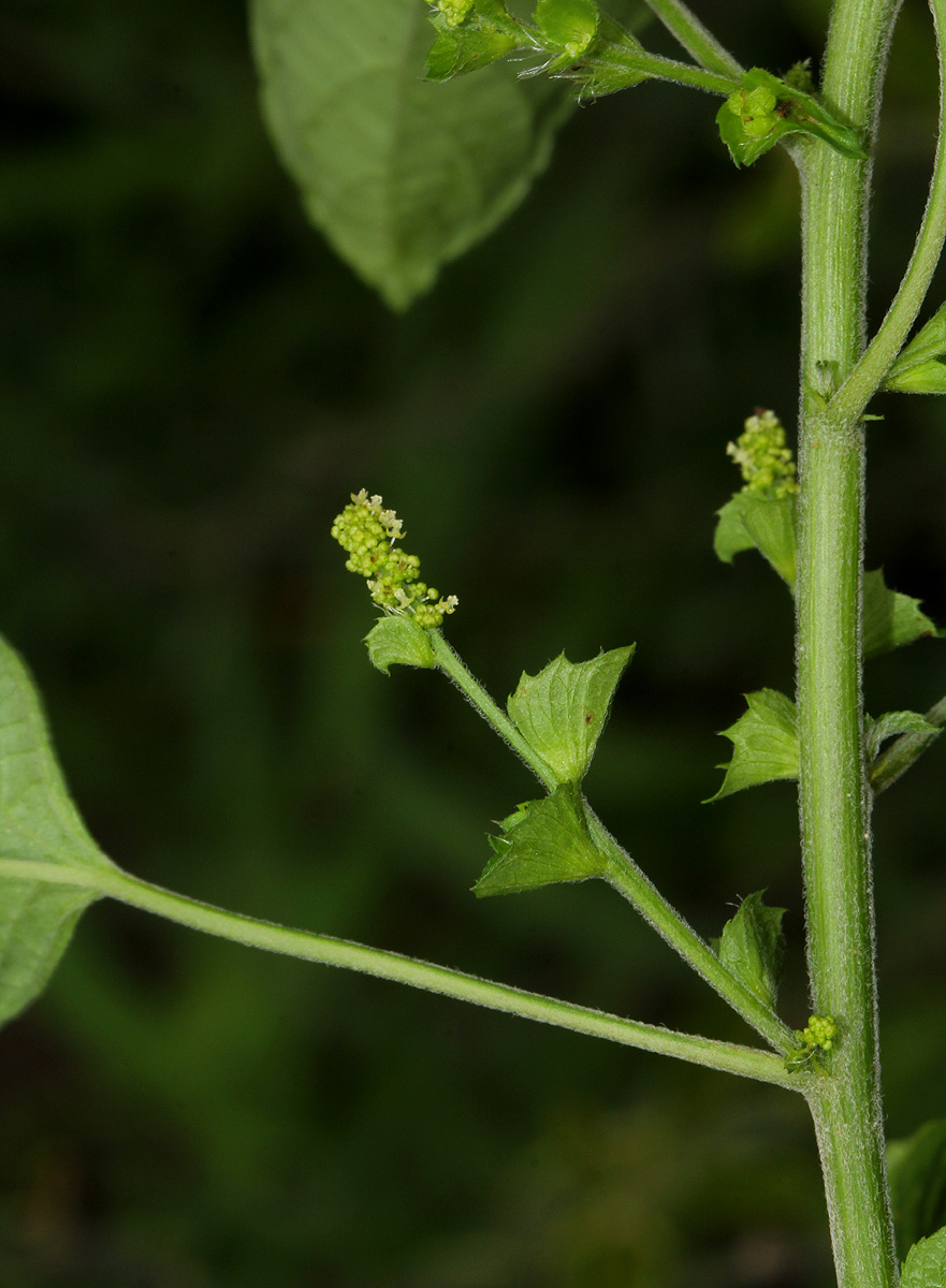 Acalypha indica
