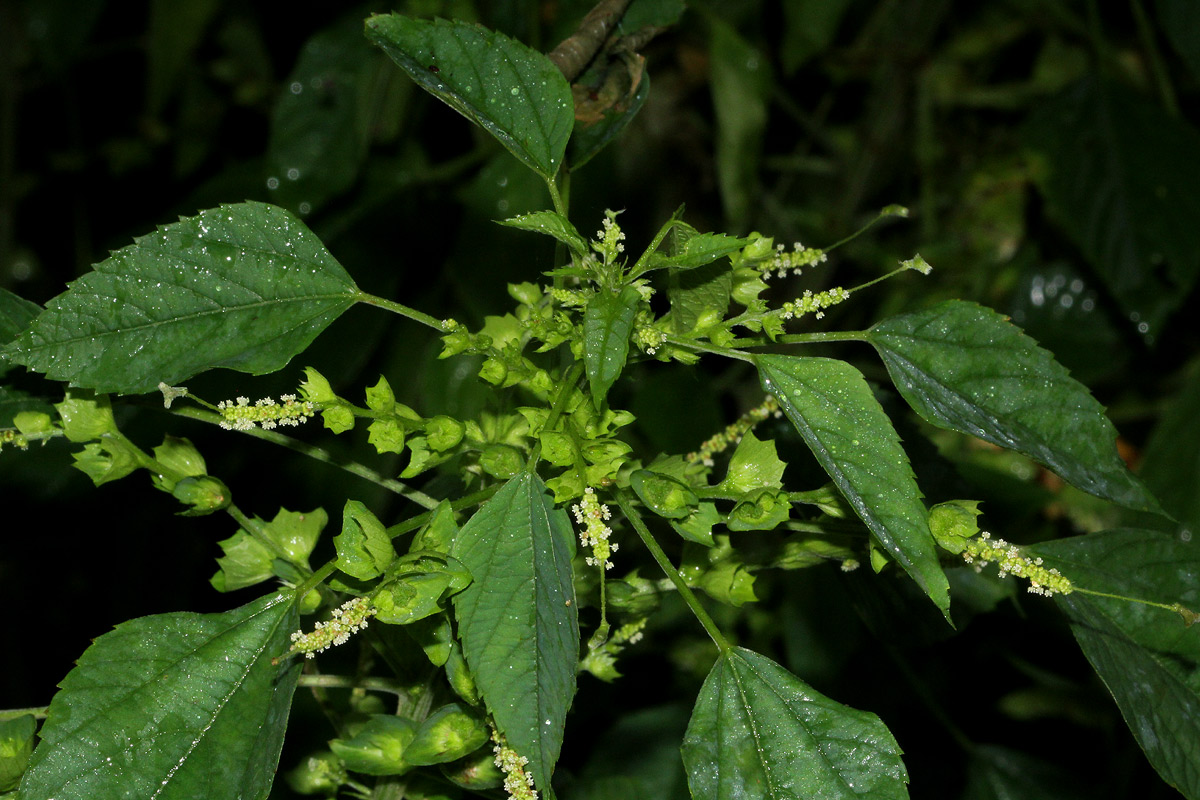 Acalypha indica