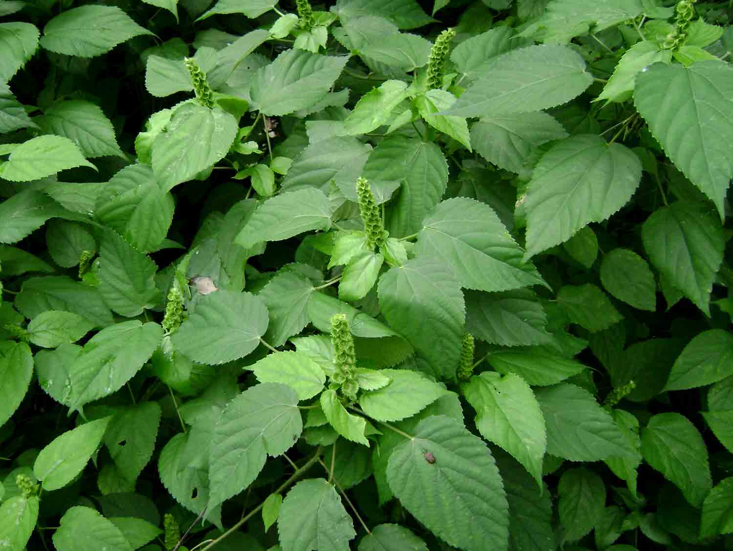 Acalypha ornata