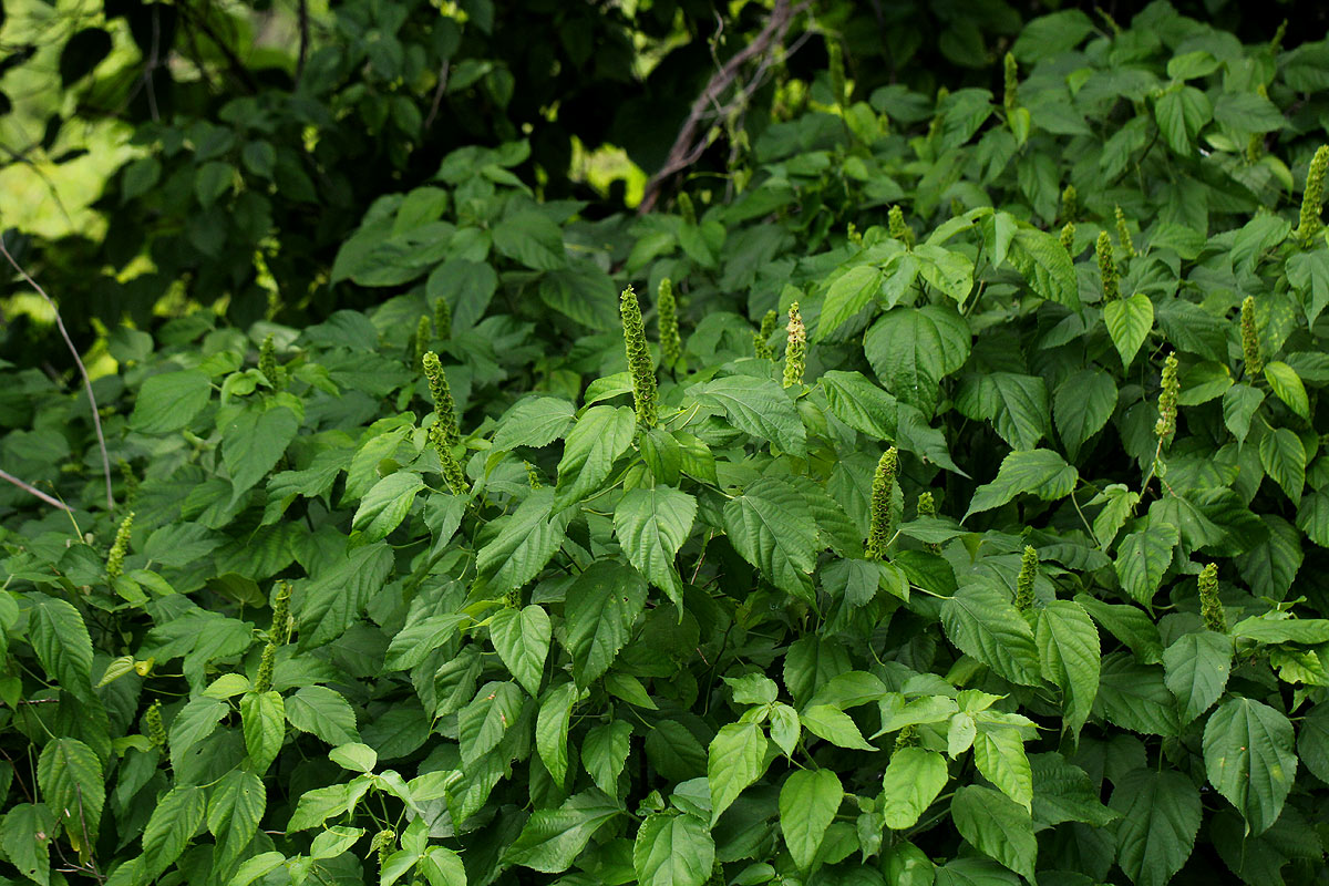 Acalypha ornata