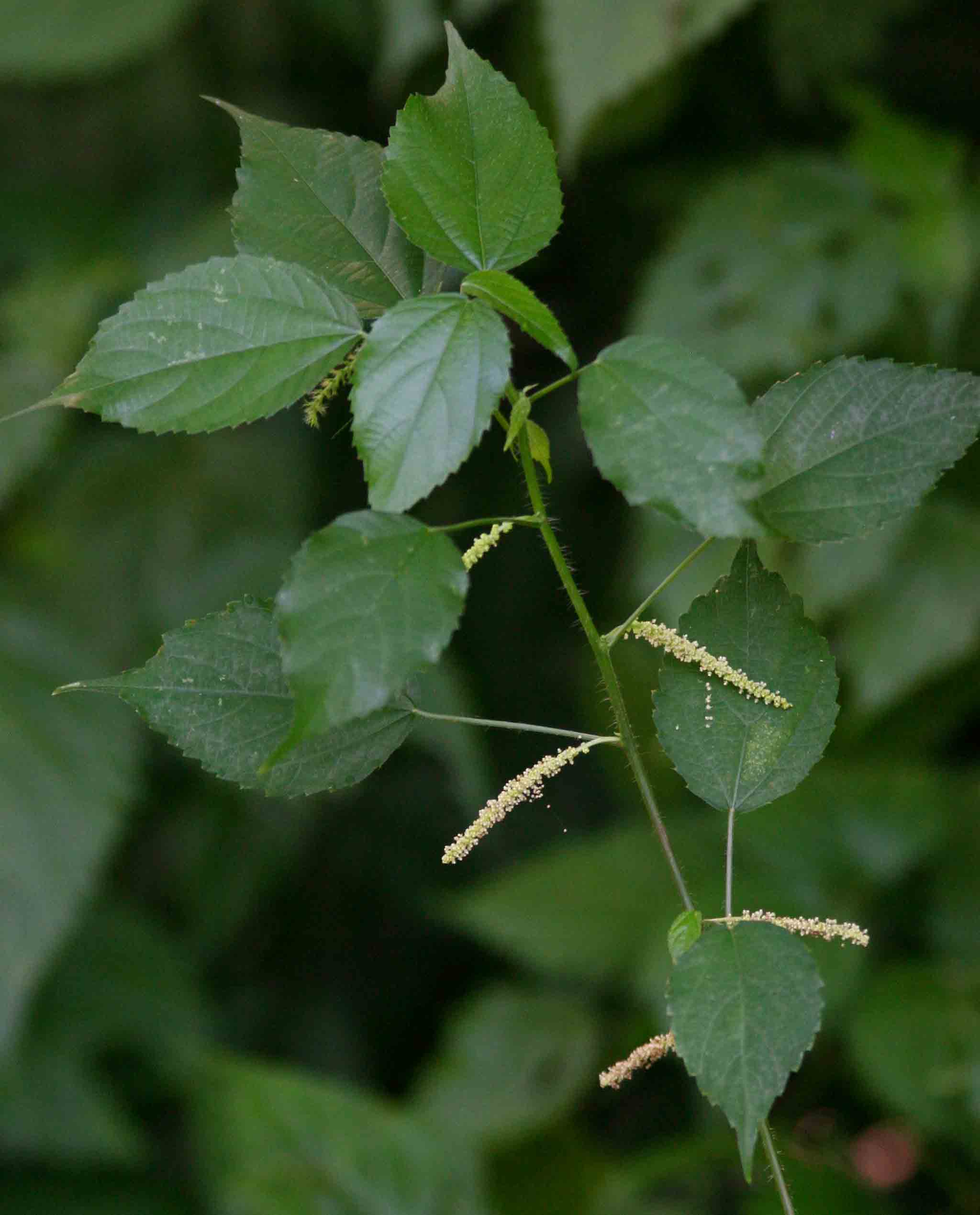 Acalypha ornata