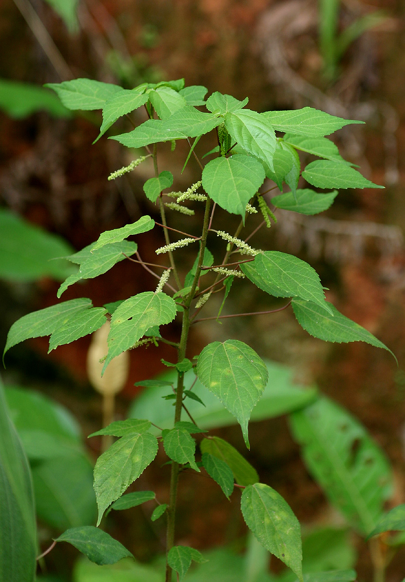 Acalypha ornata