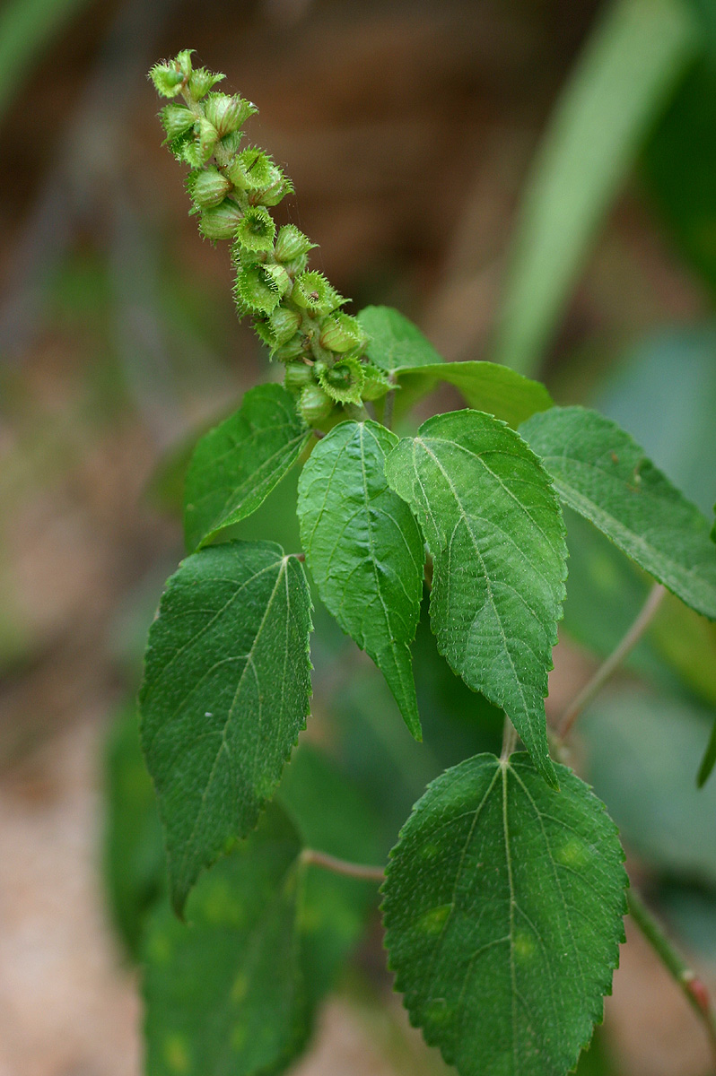 Acalypha ornata
