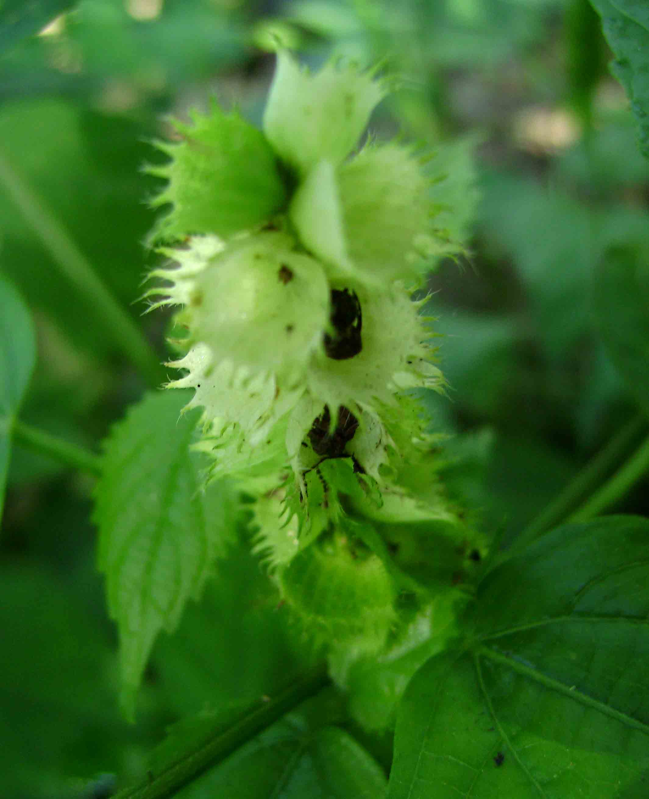 Acalypha ornata