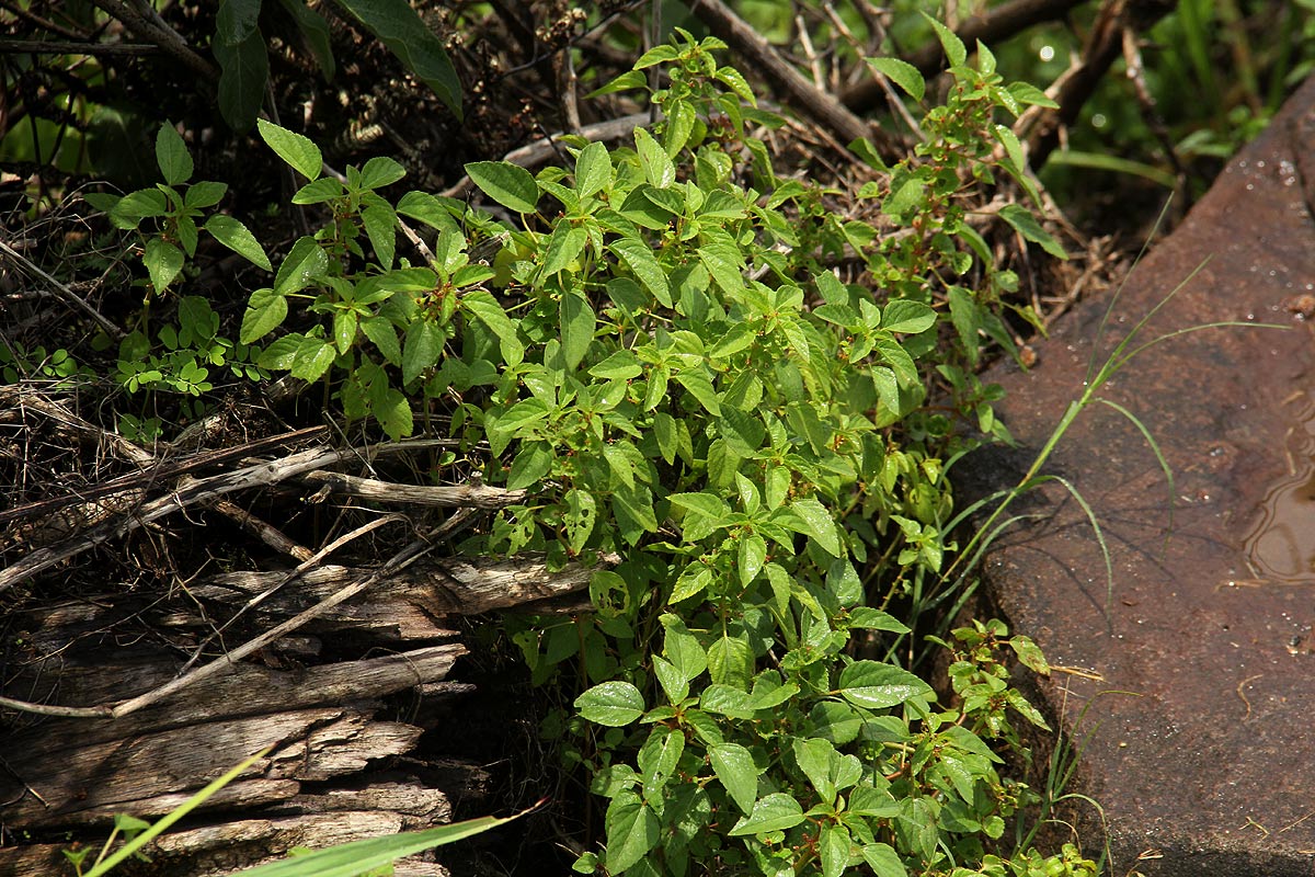 Acalypha segetalis