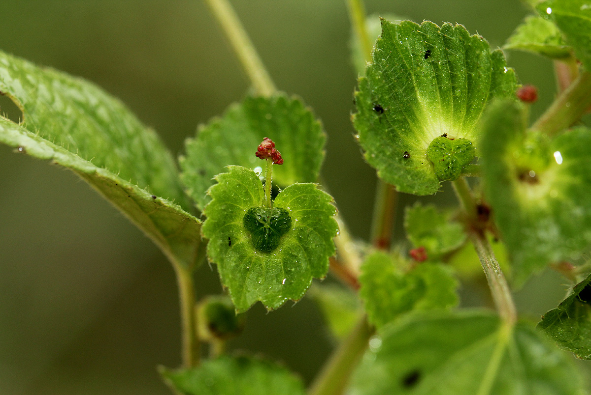 Acalypha segetalis