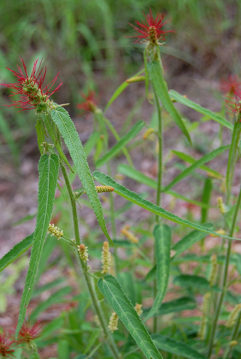 Acalypha petiolaris