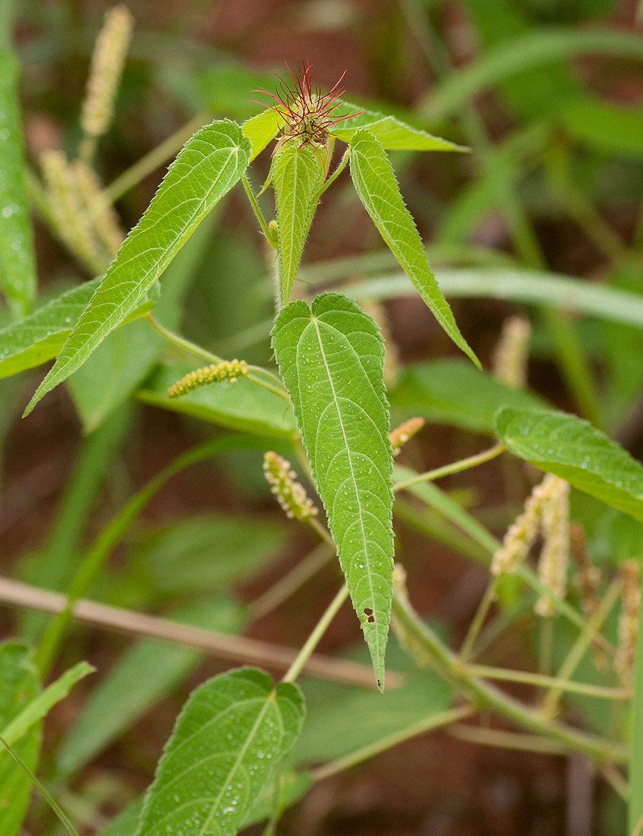 Acalypha petiolaris