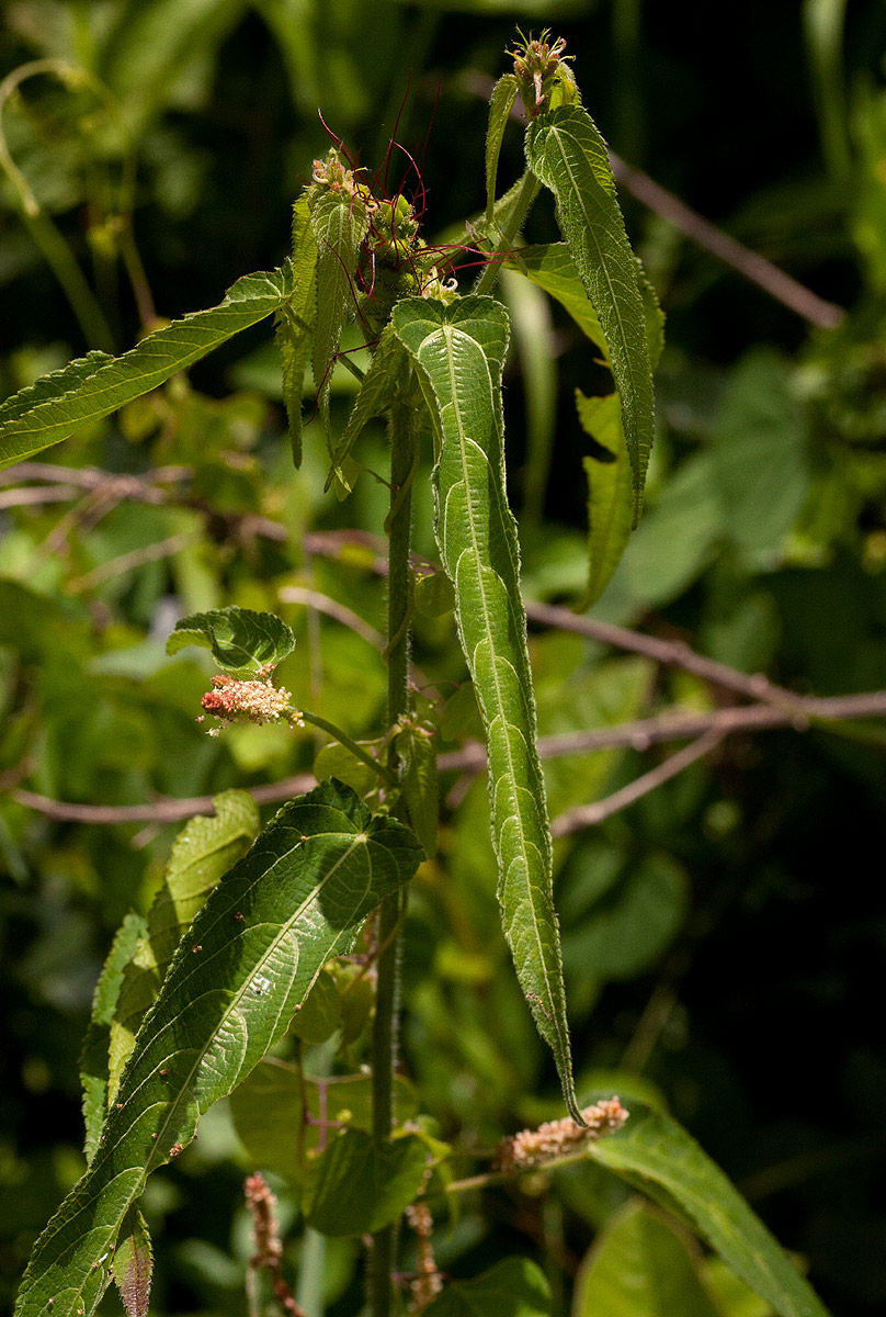 Acalypha petiolaris