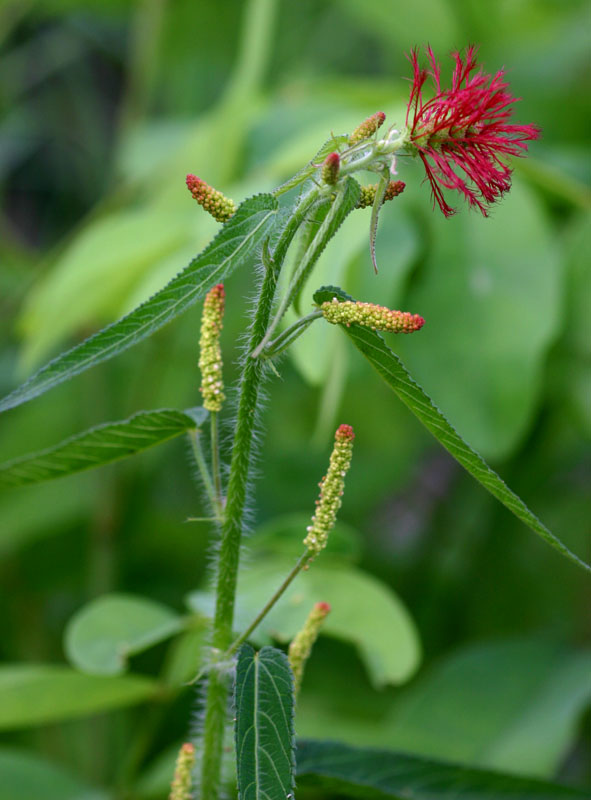 Acalypha petiolaris