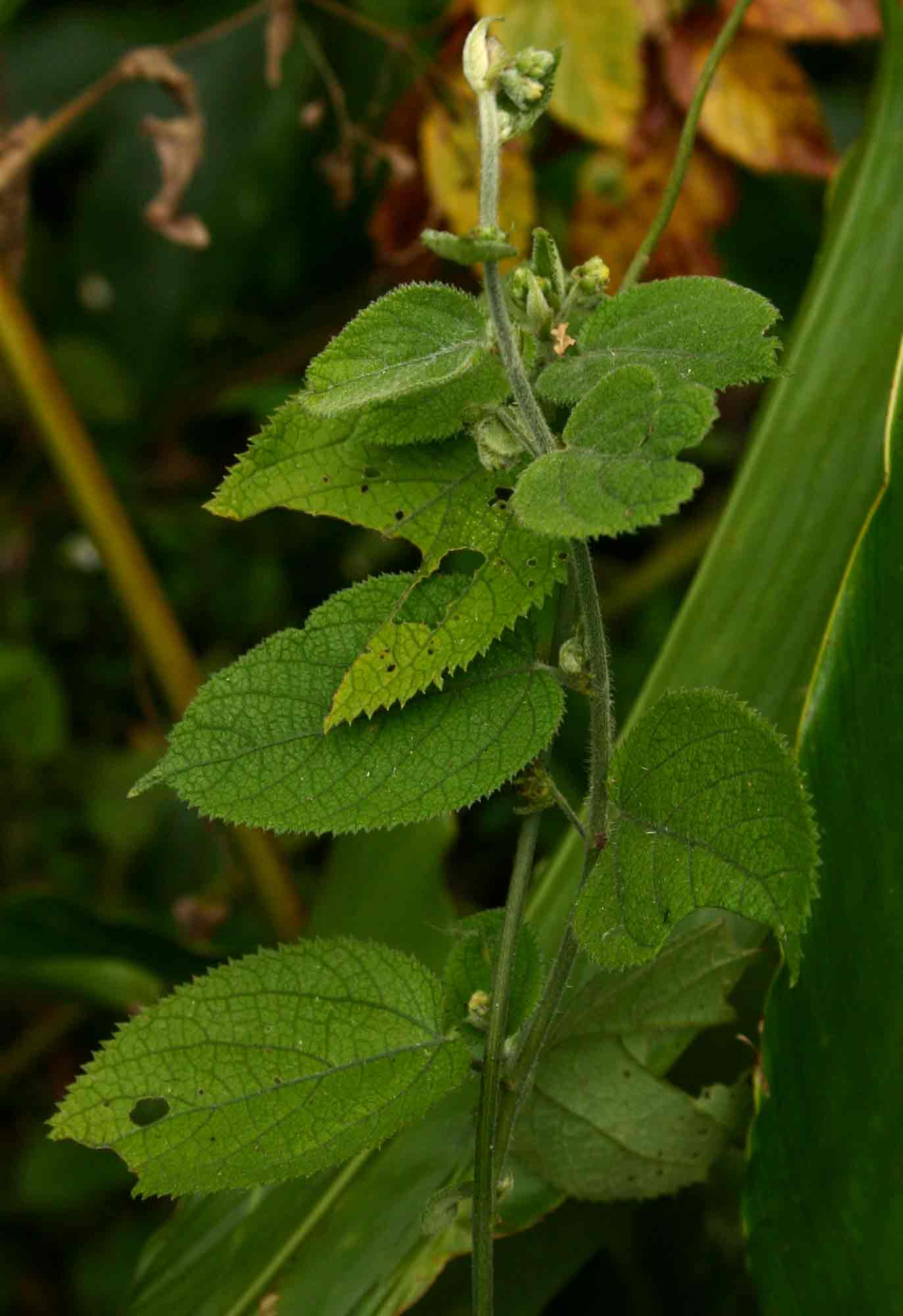 Tragia brevipes Tragia brevipes