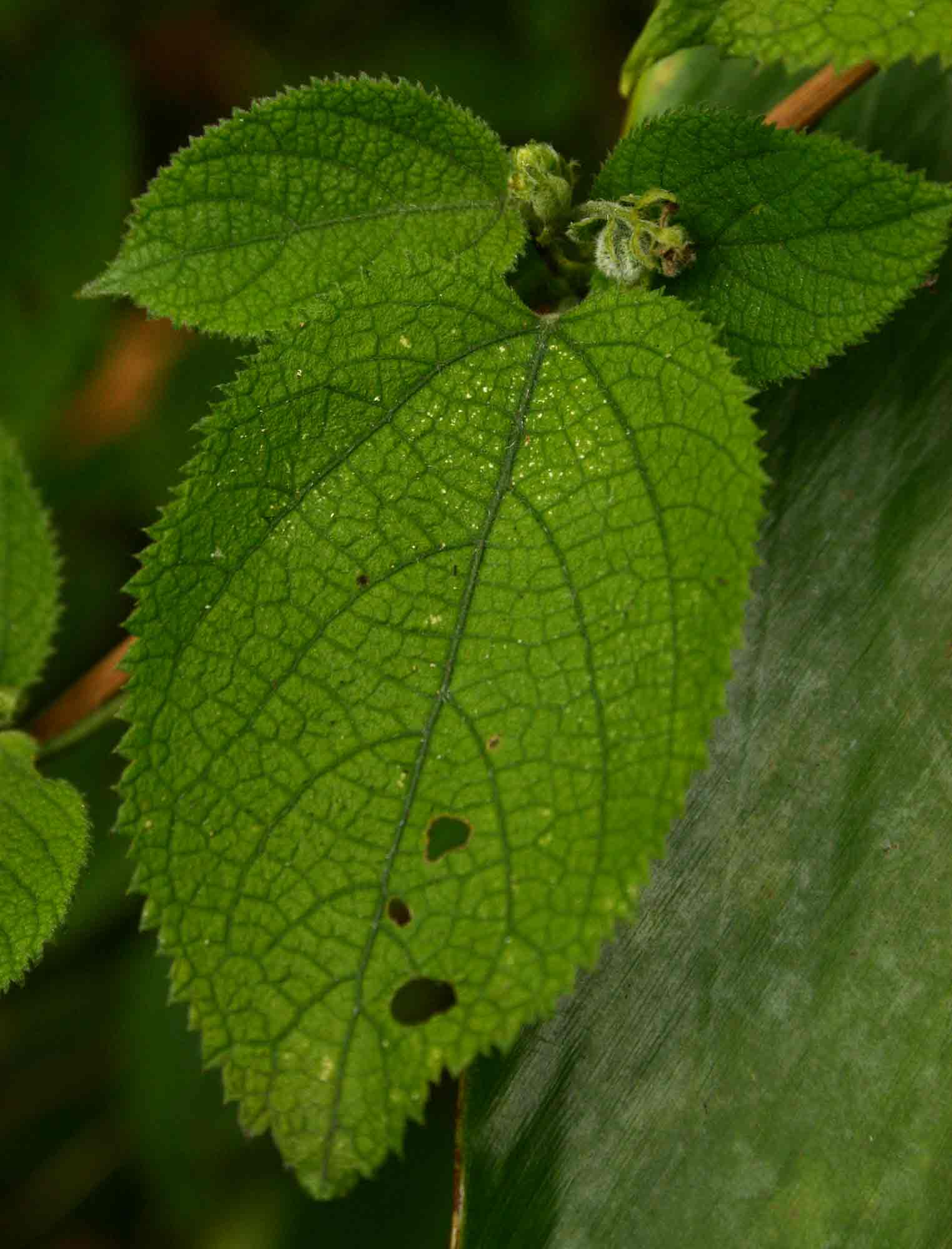 Tragia brevipes Tragia brevipes