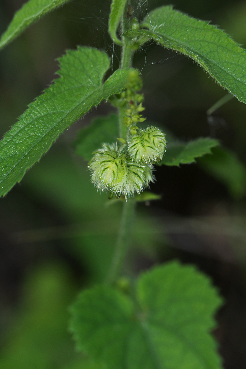 Tragia okanyua Tragia okanyua