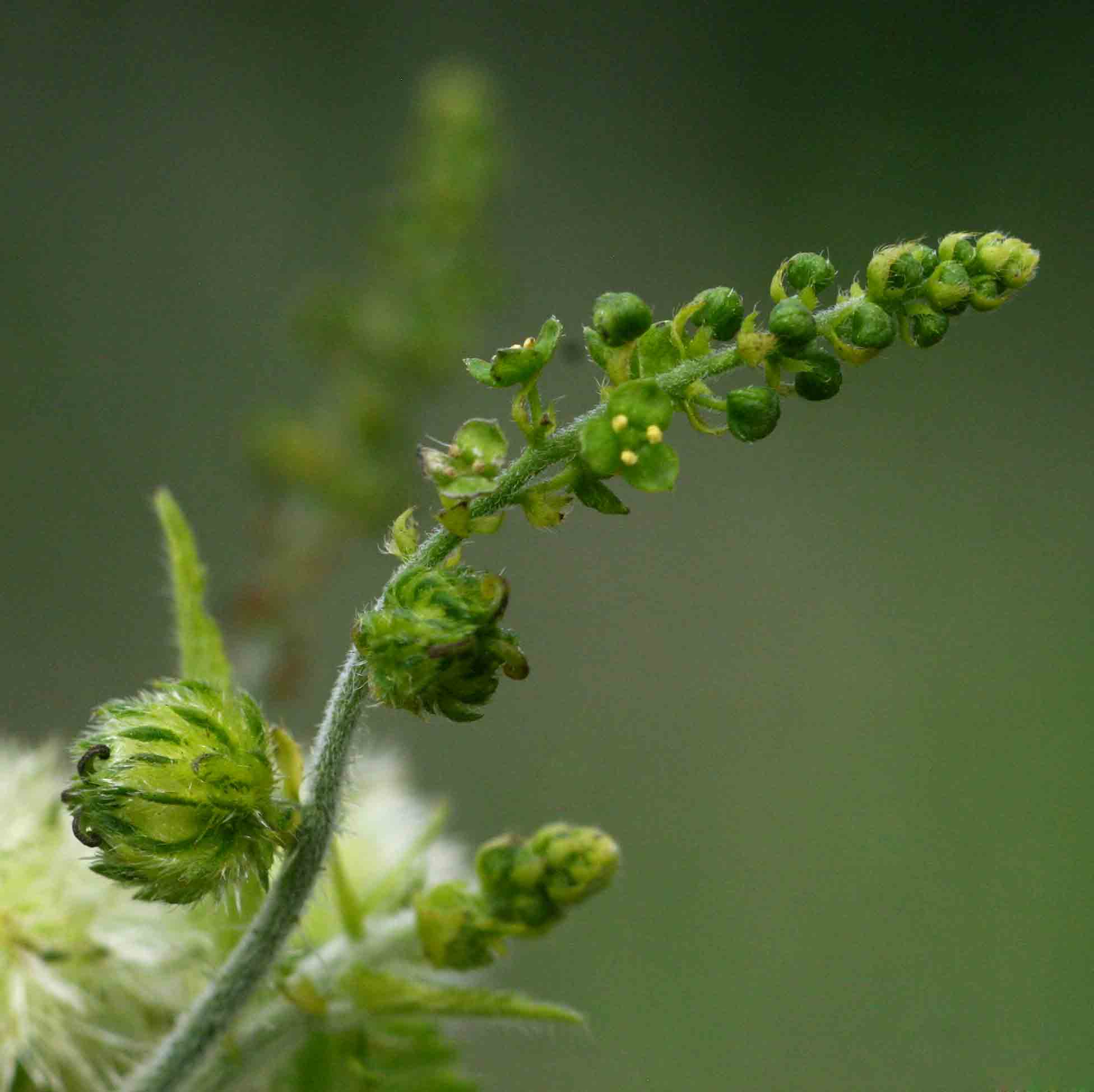 Tragia okanyua Tragia okanyua