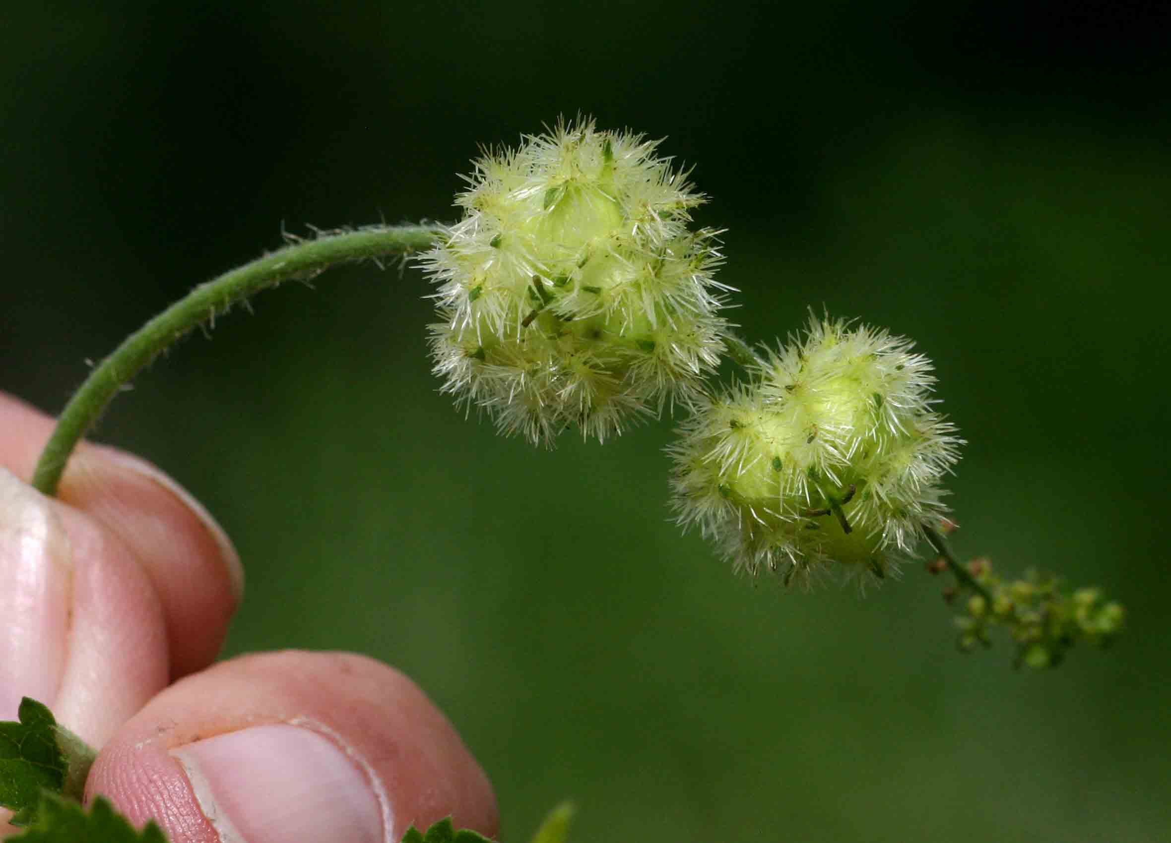 Tragia okanyua Tragia okanyua