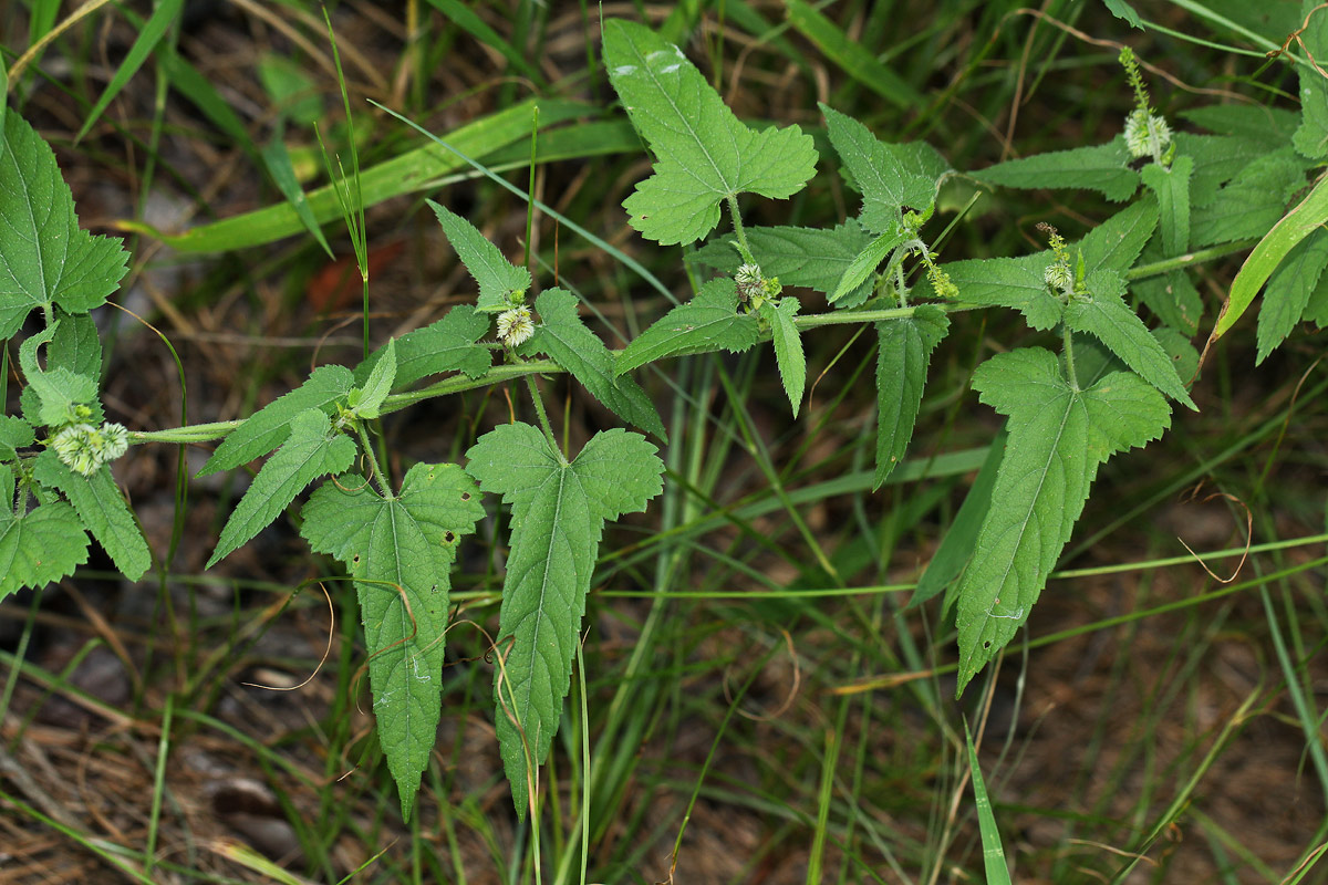 Tragia okanyua Tragia okanyua
