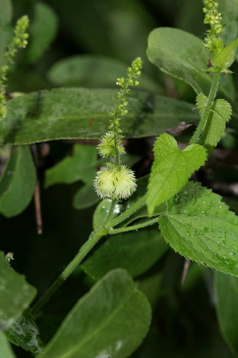 Tragia okanyua Tragia okanyua