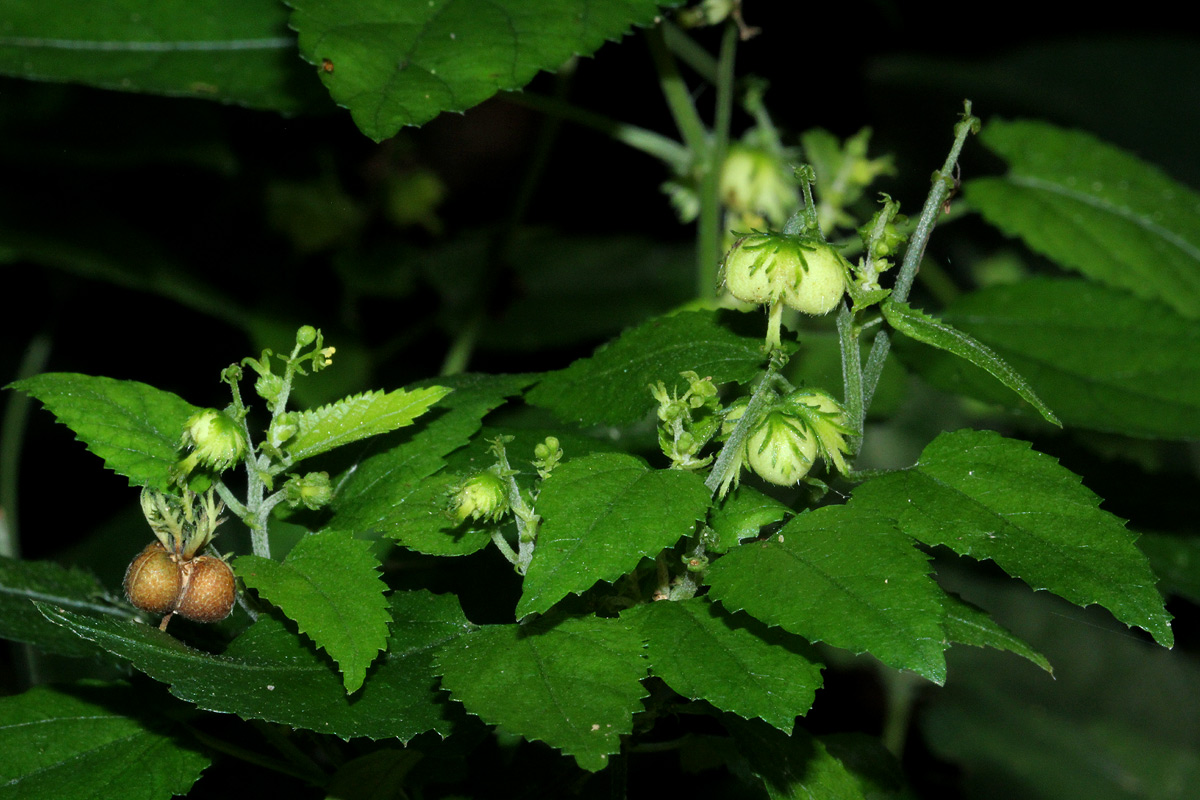 Tragiella natalensis Tragiella natalensis