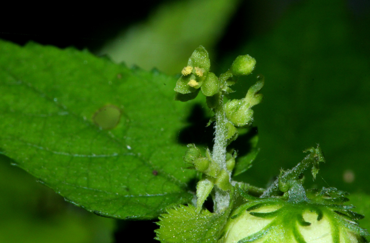 Tragiella natalensis Tragiella natalensis