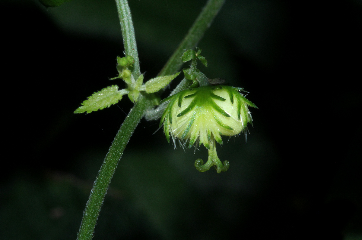 Tragiella natalensis Tragiella natalensis