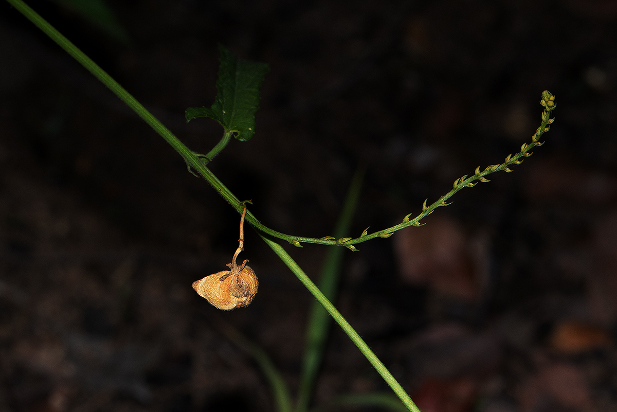 Plukenetia africana Plukenetia africana