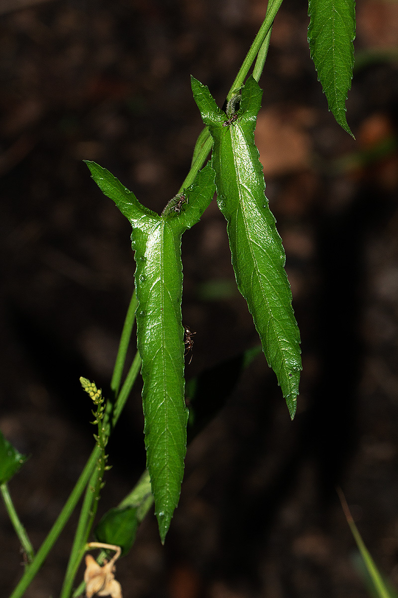 Plukenetia africana Plukenetia africana