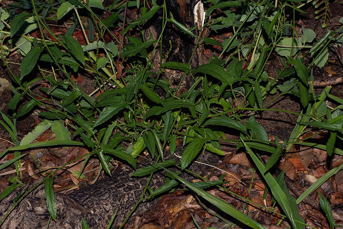 Plukenetia africana Plukenetia africana