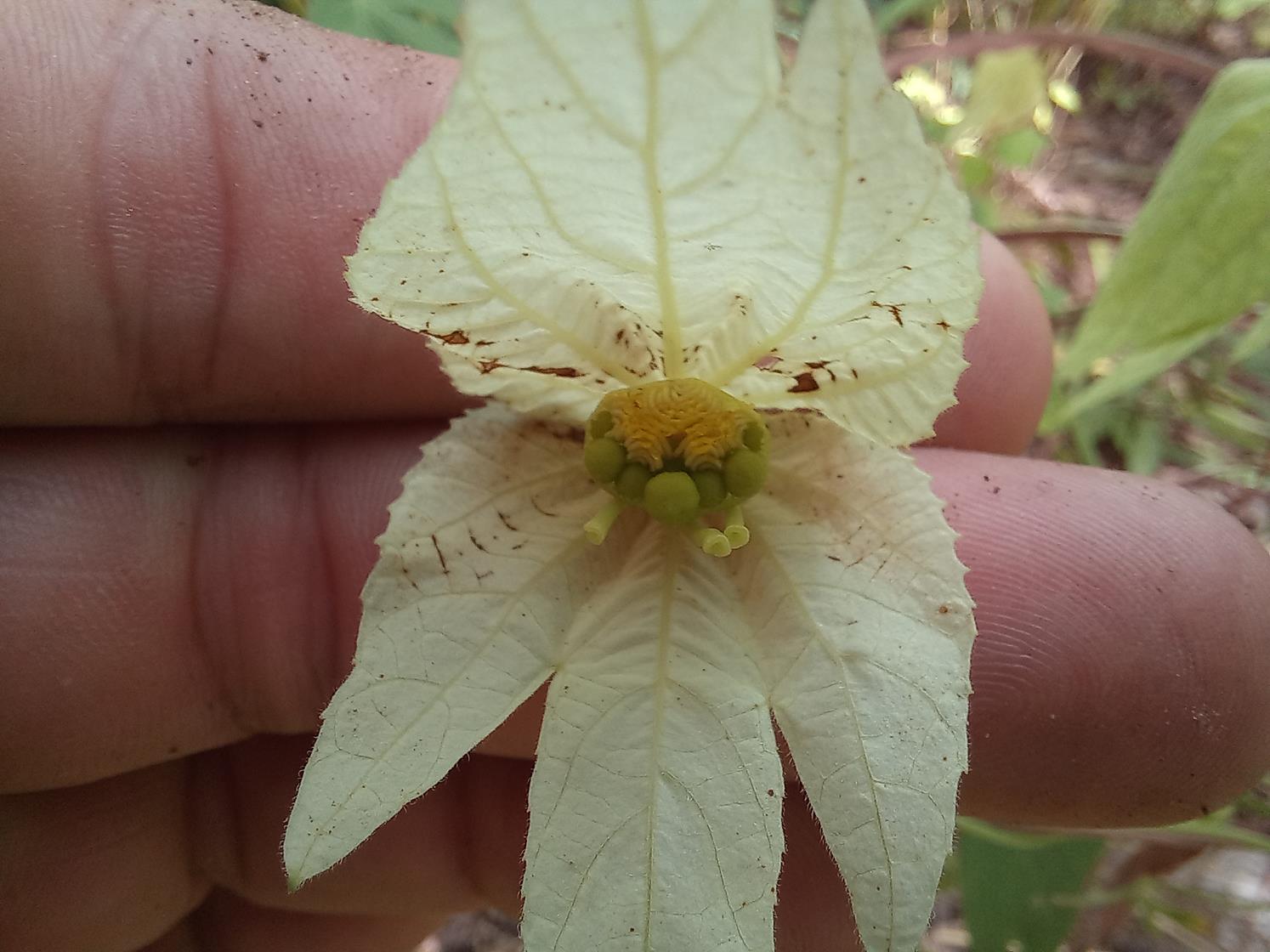 Dalechampia capensis 