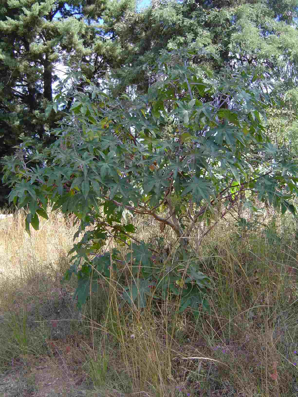 Ricinus communis var. communis