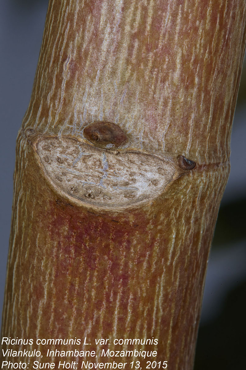 Ricinus communis var. communis