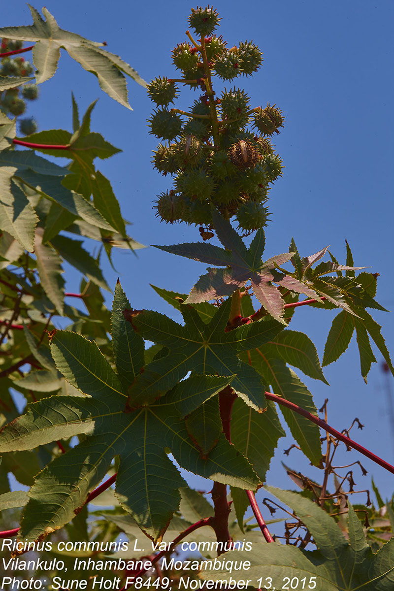 Ricinus communis var. communis