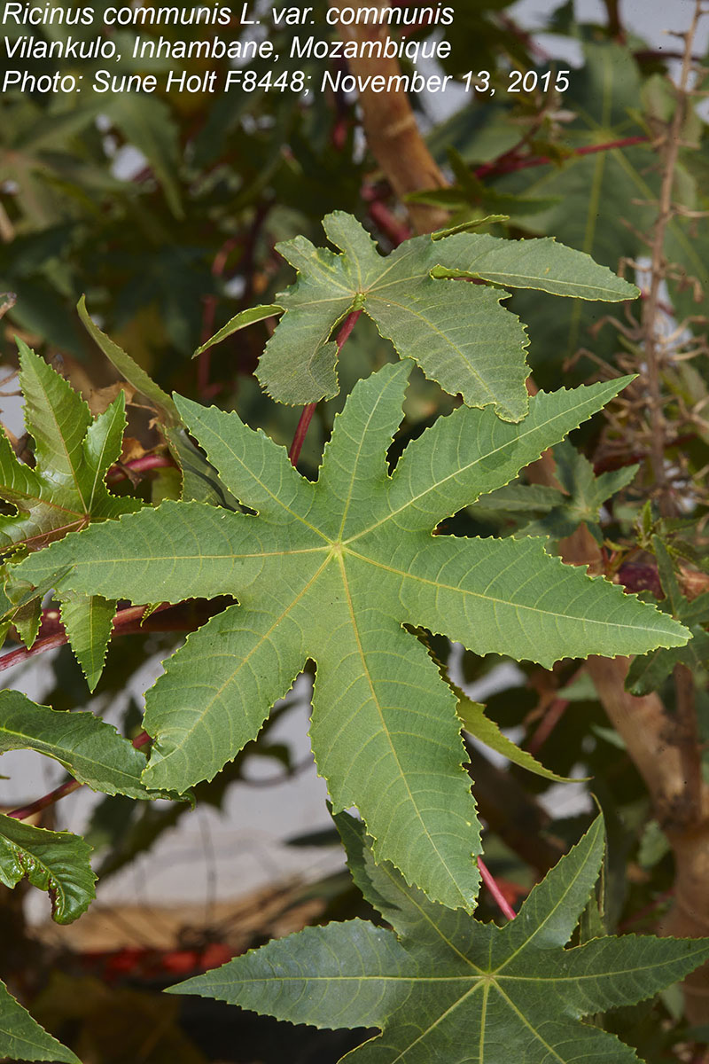 Ricinus communis var. communis