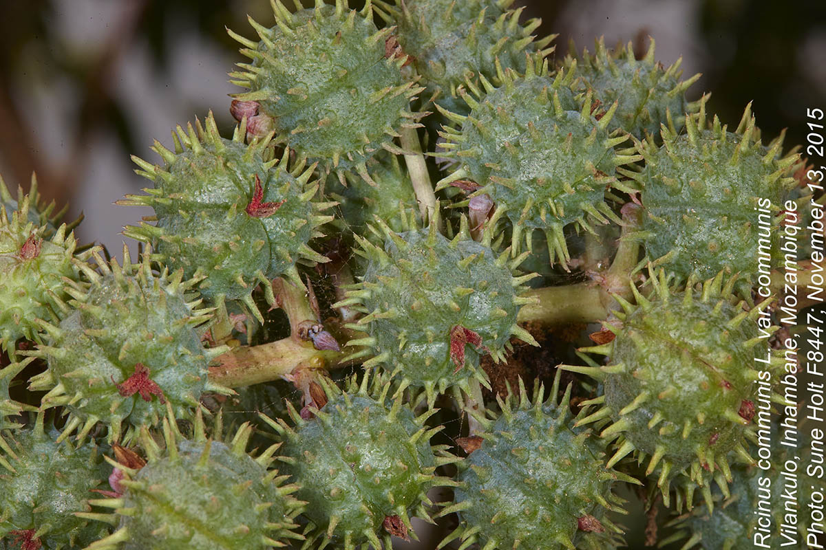 Ricinus communis var. communis
