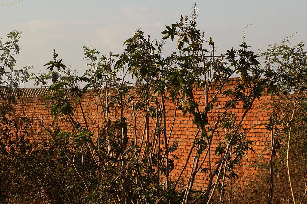 Ricinus communis var. communis Ricinus communis var. communis