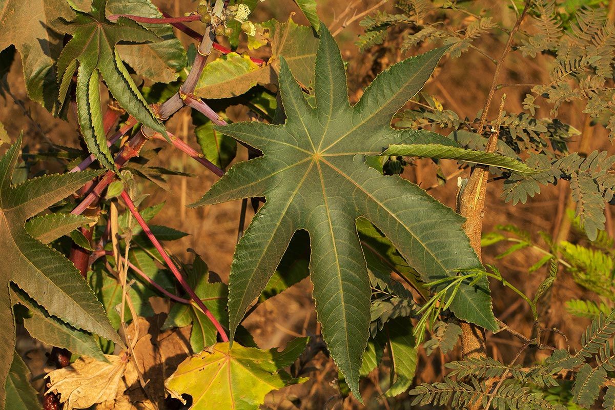 Ricinus communis var. communis