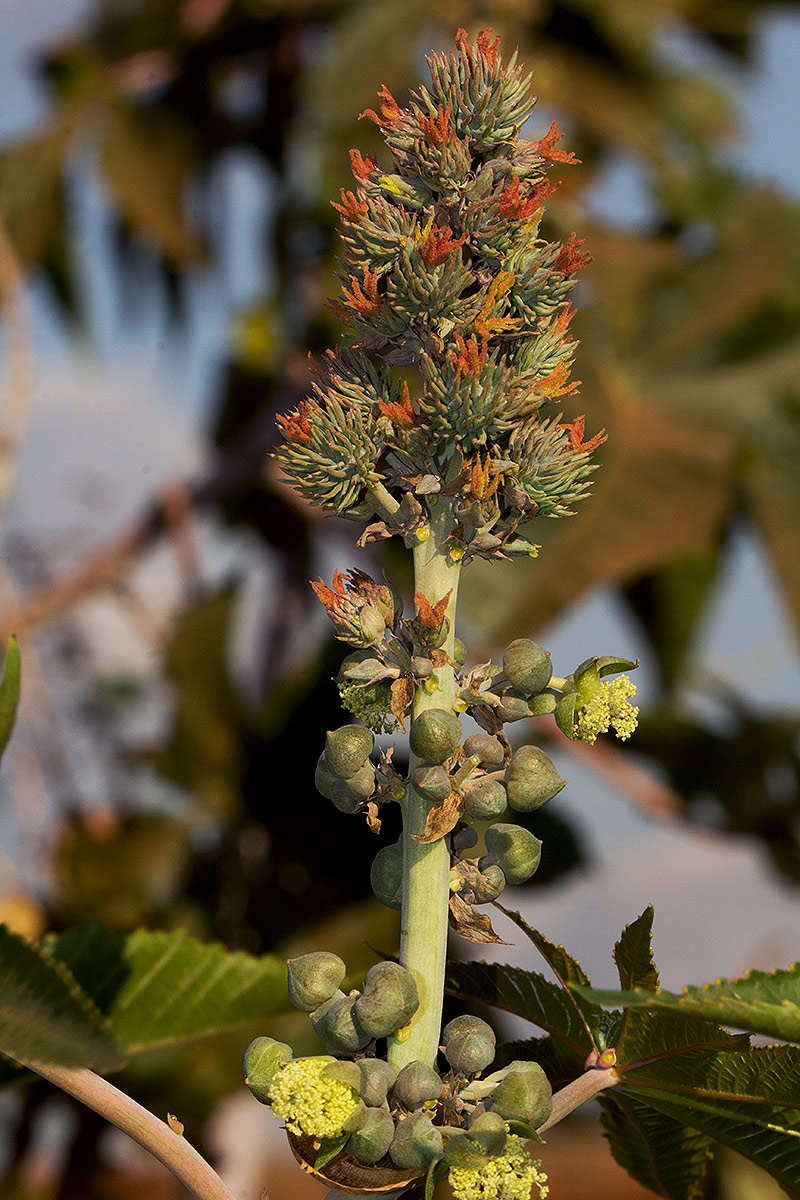 Ricinus communis var. communis