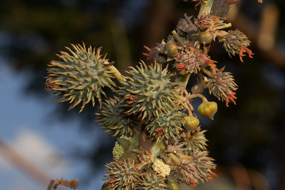 Ricinus communis var. communis