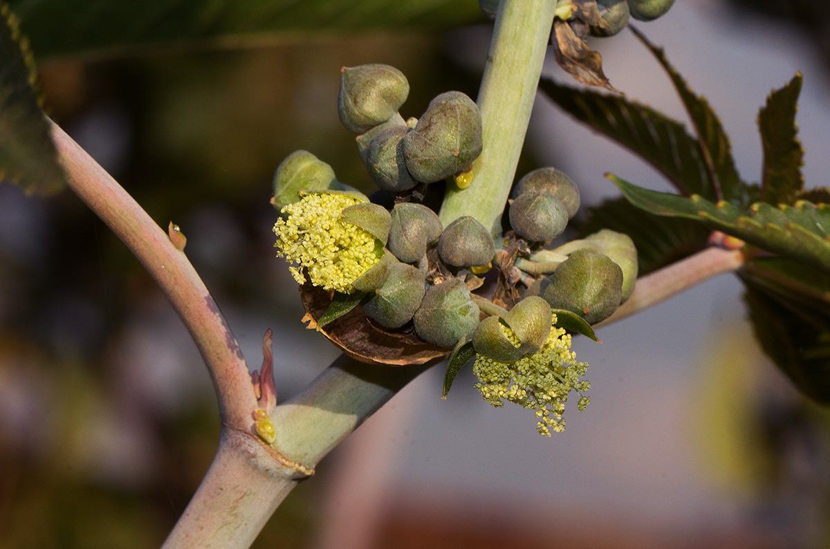 Ricinus communis var. communis
