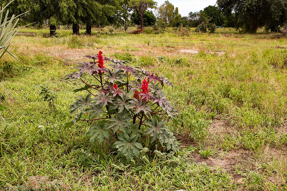 Ricinus communis var. communis